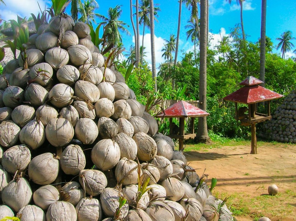 Harvested coconuts collected at the farm